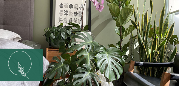 Plantas para la recámara