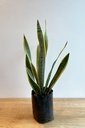 Sansevieria