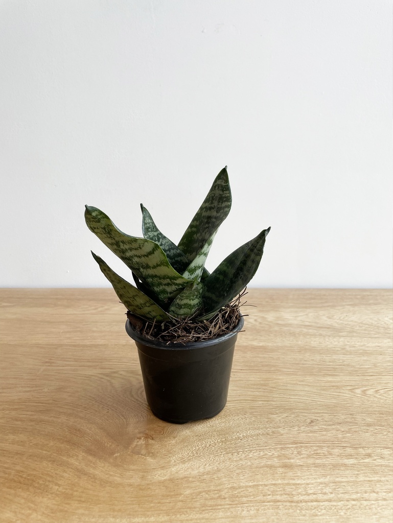 Sansevieria Zeylanica Mini