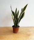 Sansevieria Chica